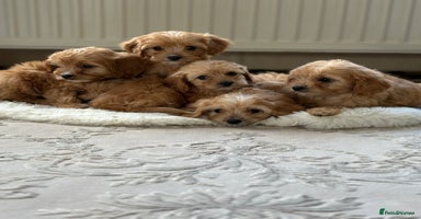 Cavapoo dogs - Advert 9