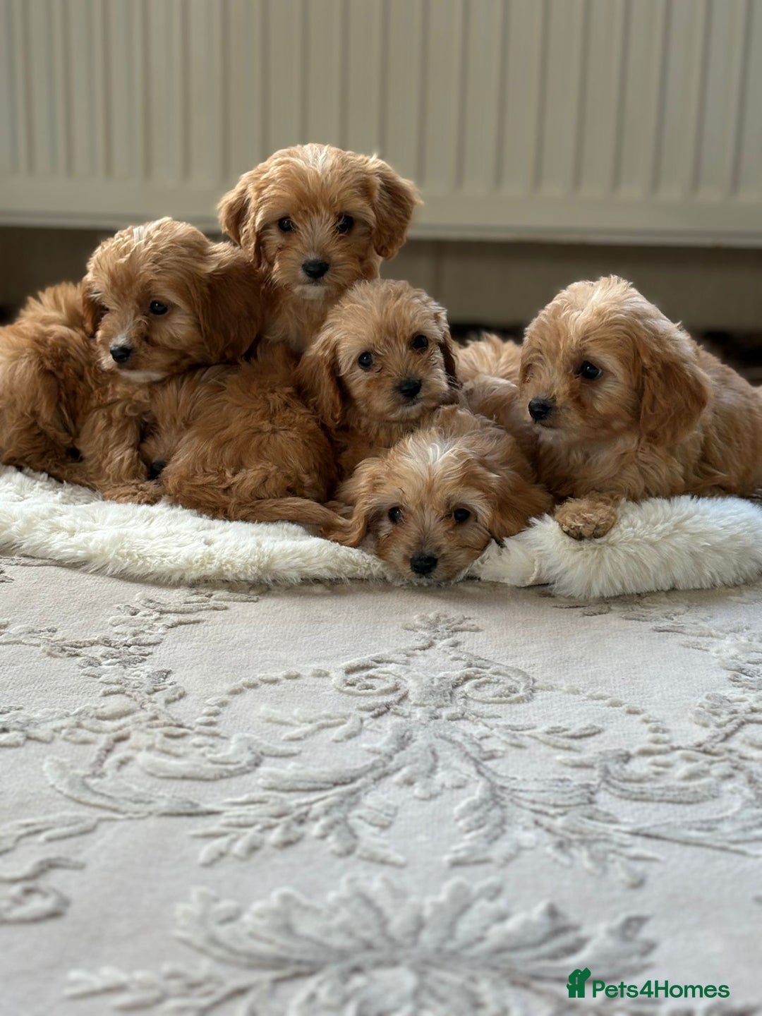 Cavapoo dogs for sale: Apricot Cavapoos - Image 3