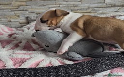English Bull Terrier dogs for sale: Top Quality health tested champions lines - Image 1