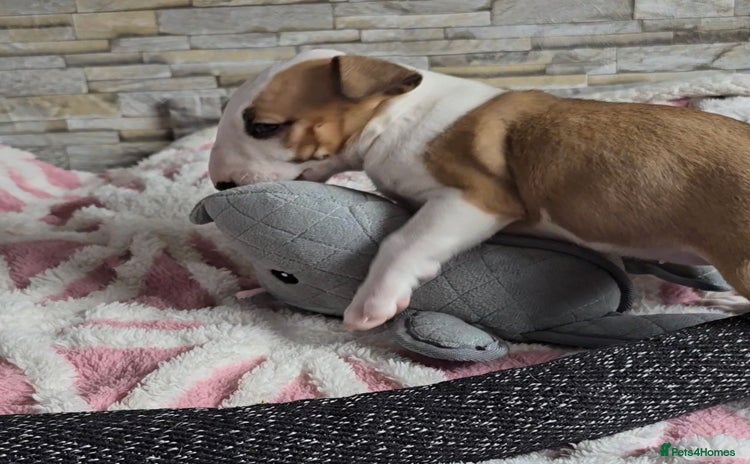 English Bull Terrier dogs - Advert 1