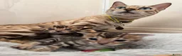 Bengal cats for sale: Bengal unregistered kittens.  in Dorchester - Advert 5