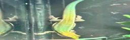 Leopard Gecko reptiles for sale: Available Rescue Looking for Their Forever Homes - Advert 13