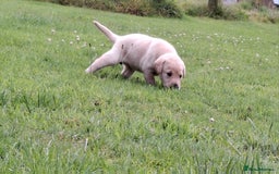 Labrador Retriever dogs for sale: Pedigree labrador puppies  - Image 11