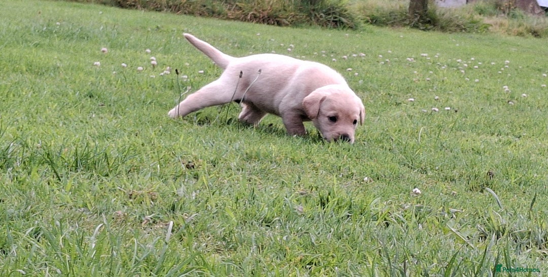 Labrador Retriever dogs for sale: Pedigree labrador puppies  - Image 11