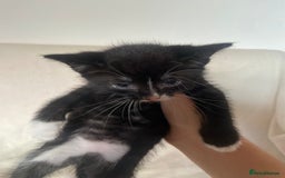 Mixed Breed cats for sale: Mixed Litter of 6 Kittens Different Personalities - Image 14