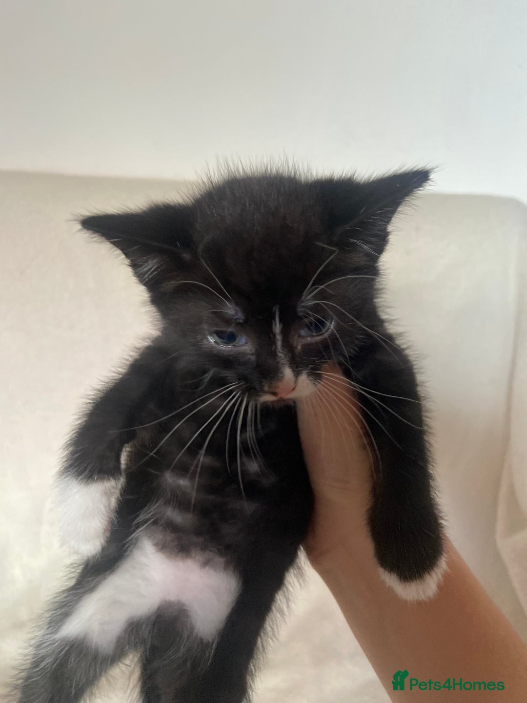 Mixed Breed cats for sale: Mixed Litter of 6 Kittens Different Personalities - Image 14