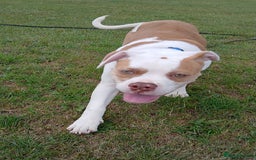 American Bulldog dogs for sale: Pick of litter male 🥰 in Ferryhill - Image 8