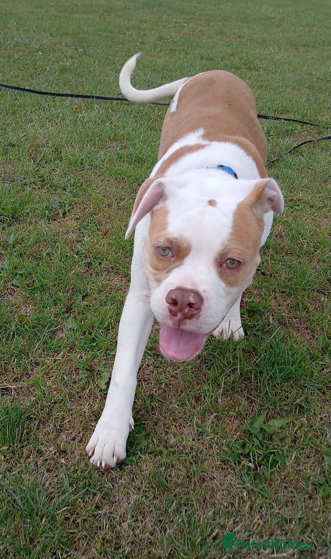 American Bulldog dogs for sale: Pick of litter male 🥰 in Ferryhill - Image 8