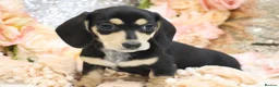 Miniature Dachshund dogs for sale: KC Miniature Dachshund Puppies - Advert 15