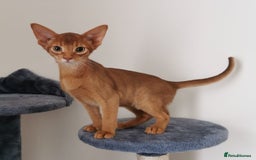 Abyssinian cats for sale: Available NOW 🤩Abyssinian kittens 😍 in Lincoln - Image 8