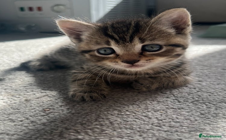 British Shorthair cats - Advert 1