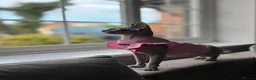 Sphynx cats for sale: Boy Sphynx Kitten  - Advert 1