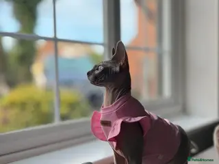 Sphynx cats Boy Sphynx Kitten - Advert 1