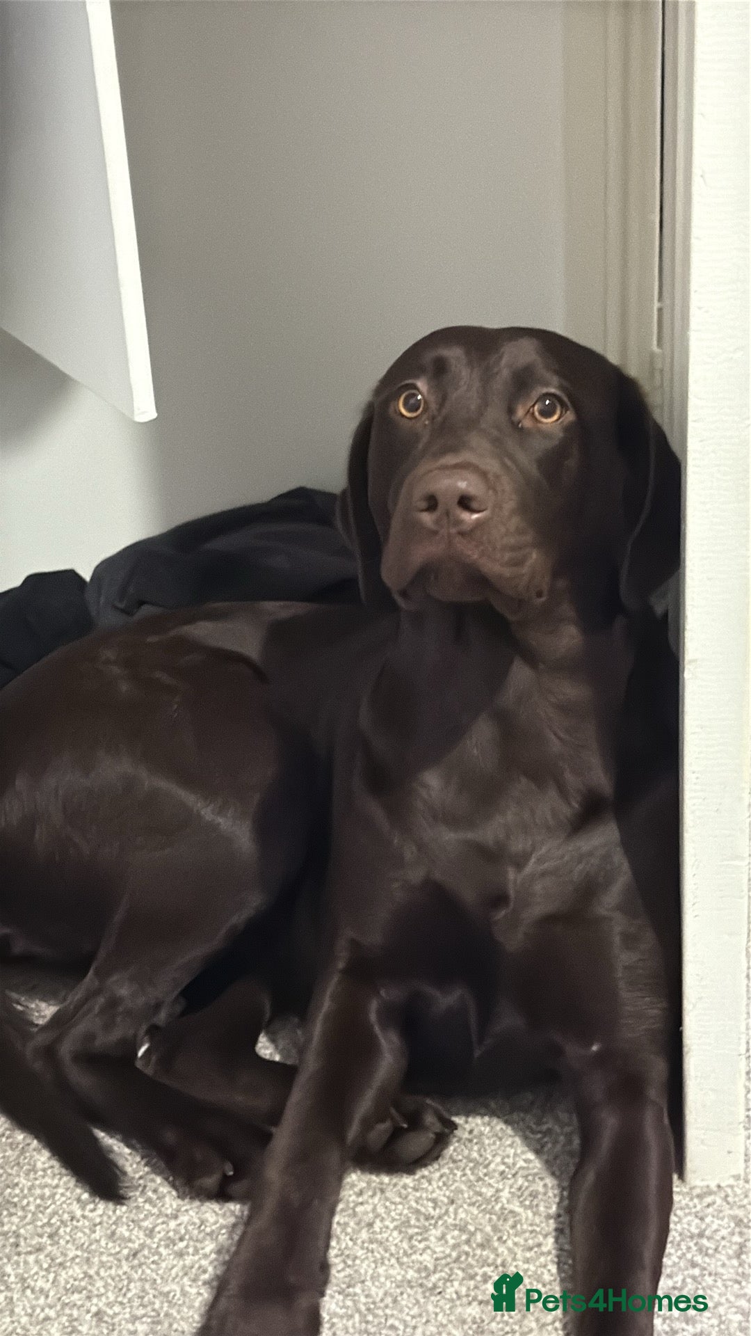 Mixed Breed dogs for sale: Chesapeake bay retriever x Labrador  - Advert 3