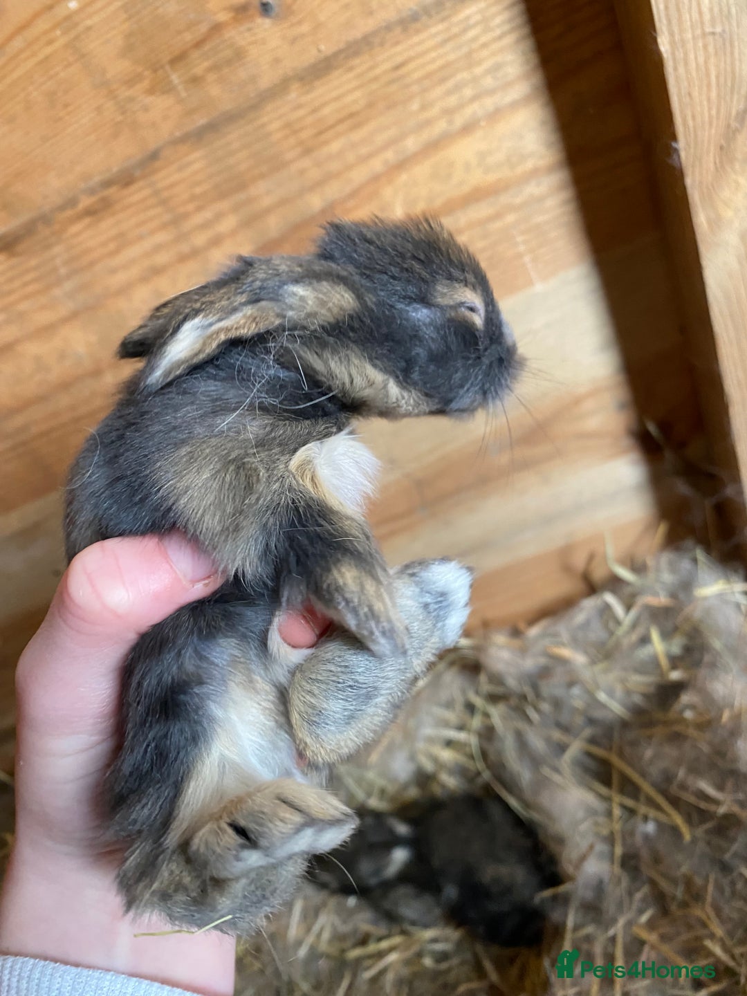 Lionhead rabbits for sale: Baby lion head  - Advert 8