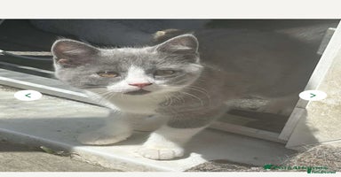 Mixed Breed cats - Advert 4