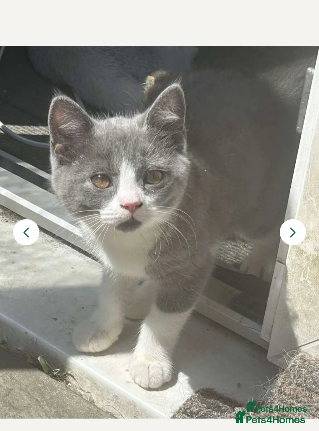 Mixed Breed cats for sale: 3 gorgeous kittens ready now Scottish fold mix - Image 3