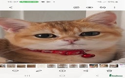 British Shorthair cats for sale: Golden british short hair  - Image 1