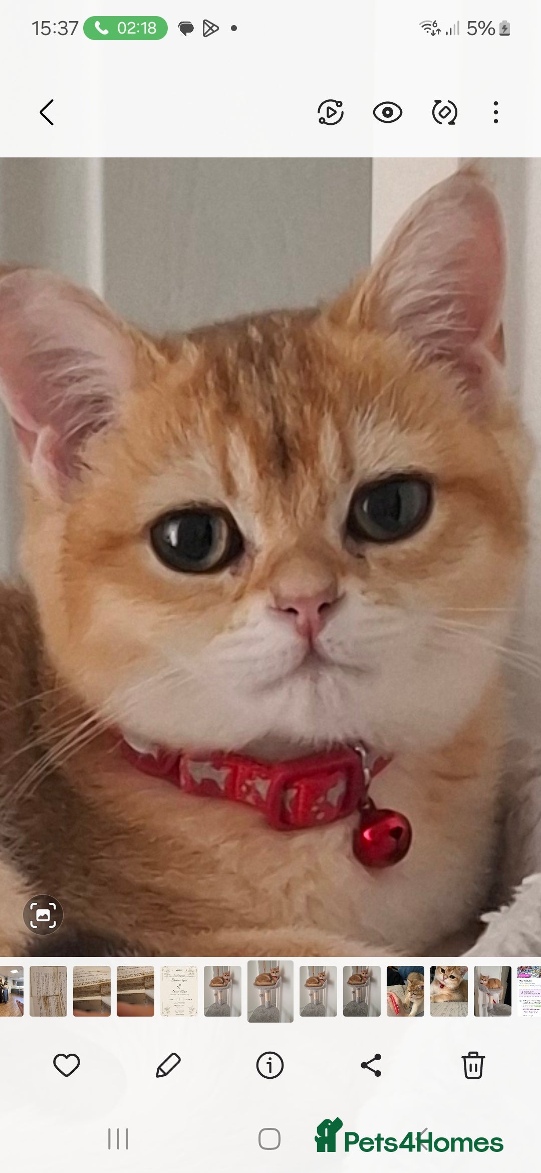 British Shorthair cats for sale: Golden british short hair  - Image 1