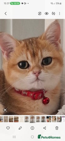 British Shorthair cats - Advert 9