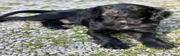 Cocker Spaniel dogs for sale: Cocker spaniel part trained for sale.  - Advert 7