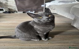 British Shorthair cats for sale: Storm - Image 4