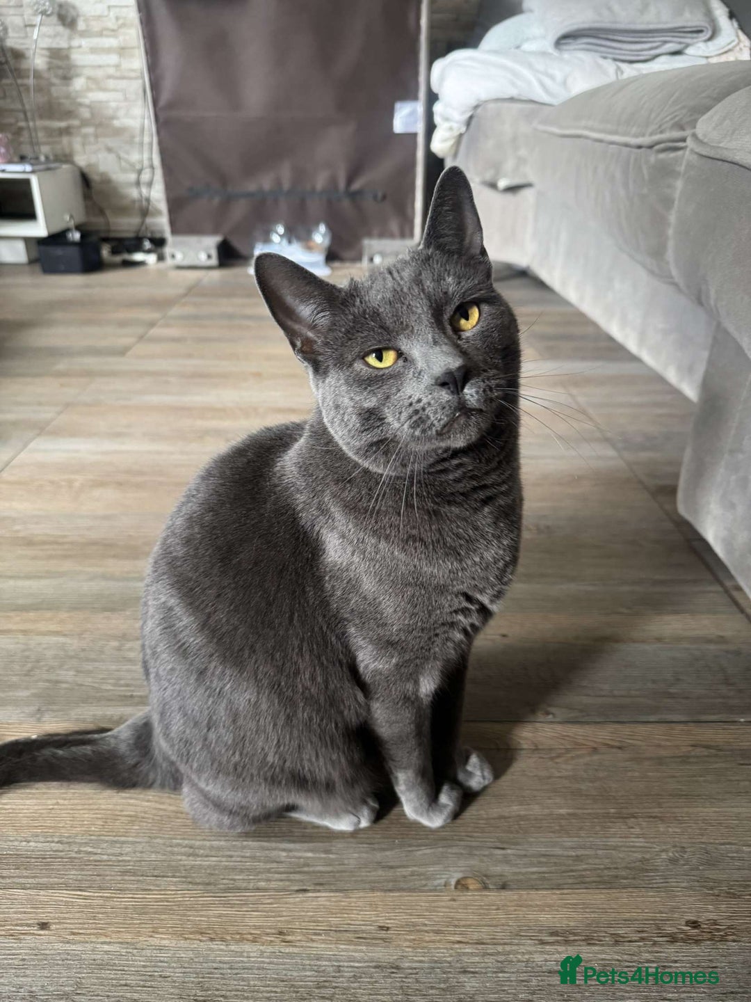 British Shorthair cats for sale: Storm - Image 4