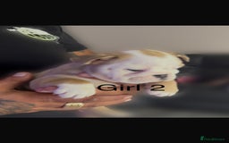 English Bulldog dogs for sale: KC Reg Traditional English Bulldog puppies - Image 1