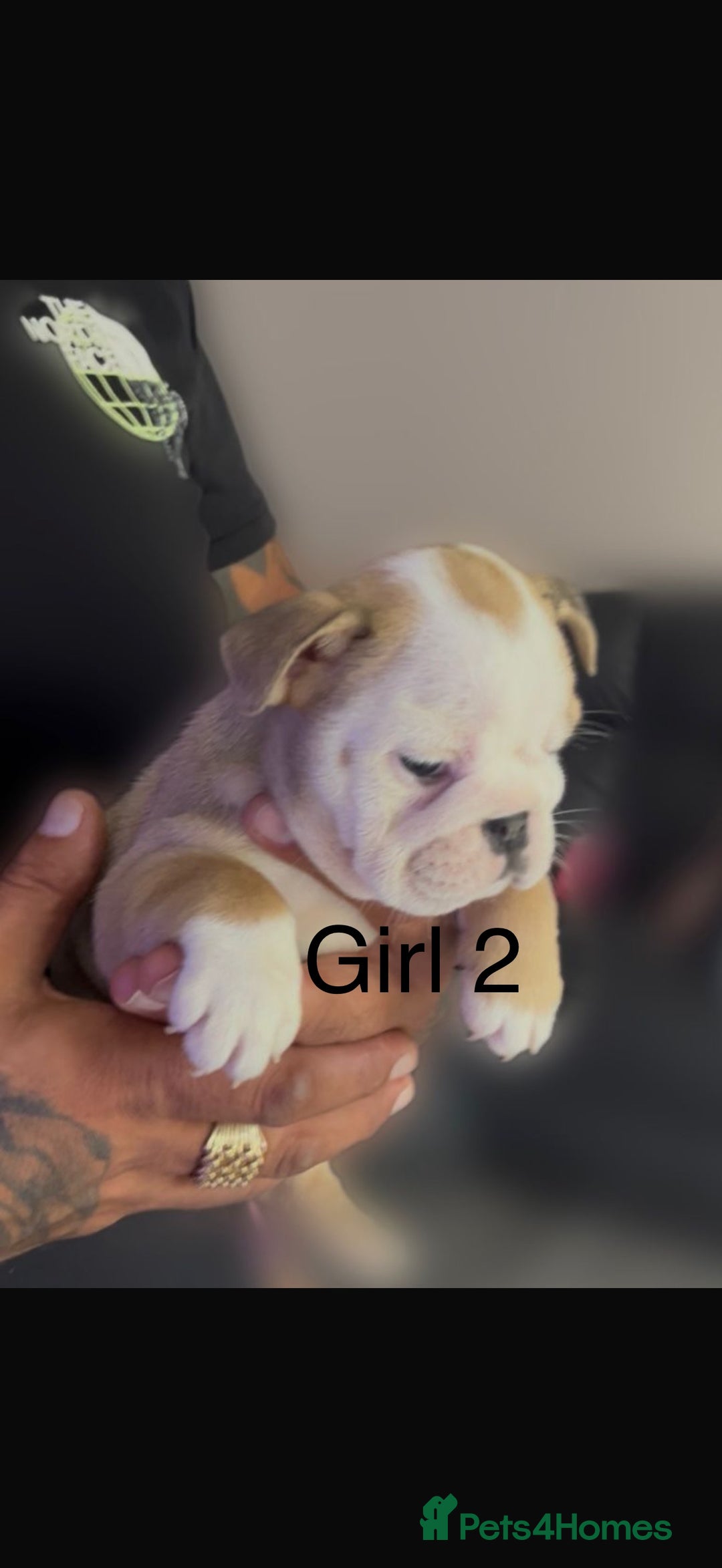 English Bulldog dogs for sale: KC Reg Traditional English Bulldog puppies - Image 1