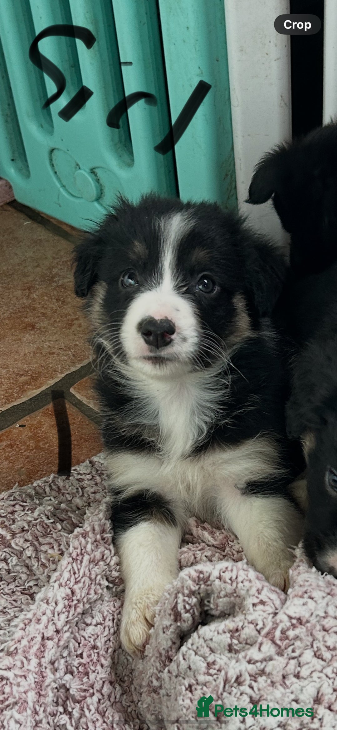 Border Collie dogs for sale: Border collies - Advert 3