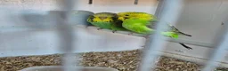 Budgerigars birds for sale: Baby Budgies, Tame Budgies, and Cockatiels - Advert 24