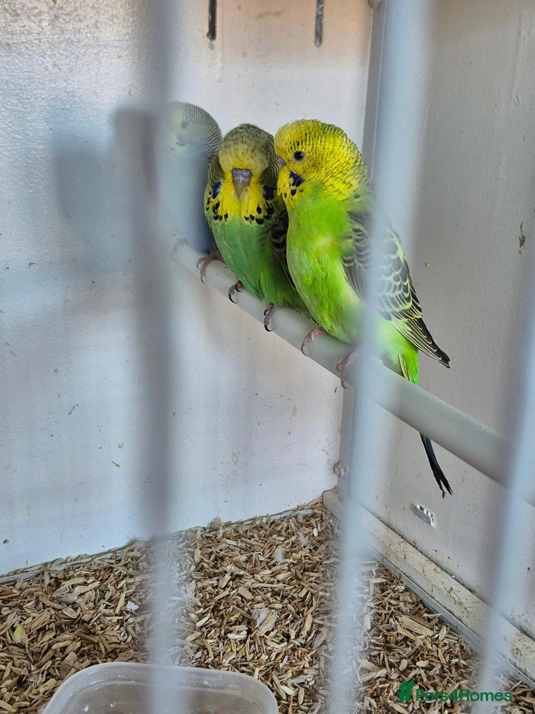 Budgerigars birds for sale: Baby Budgies, Tame Budgies, and Cockatiels - Advert 24