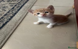 Mixed Breed cats for sale: Litter of 4 cats  - Image 12
