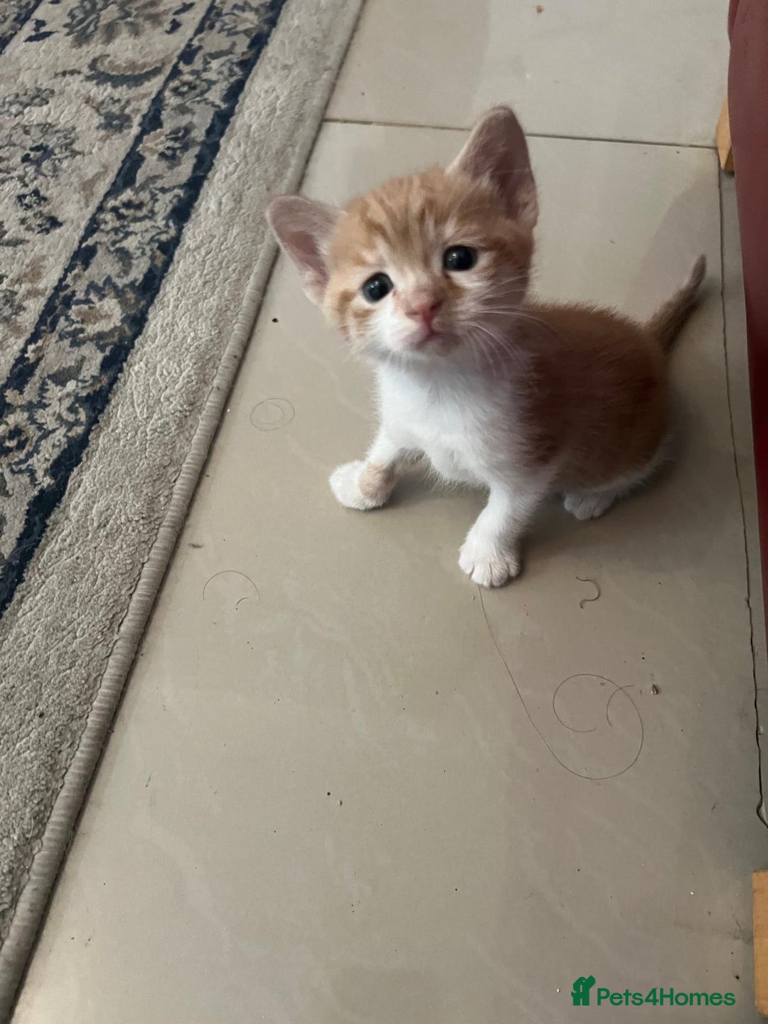 Mixed Breed cats for sale: Litter of 4 cats  - Image 12