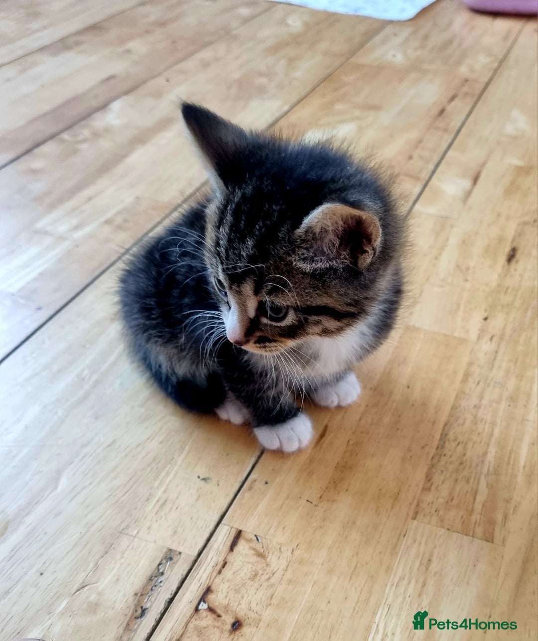 Domestic Shorthair cats for sale: Cats for adoption  - Image 5