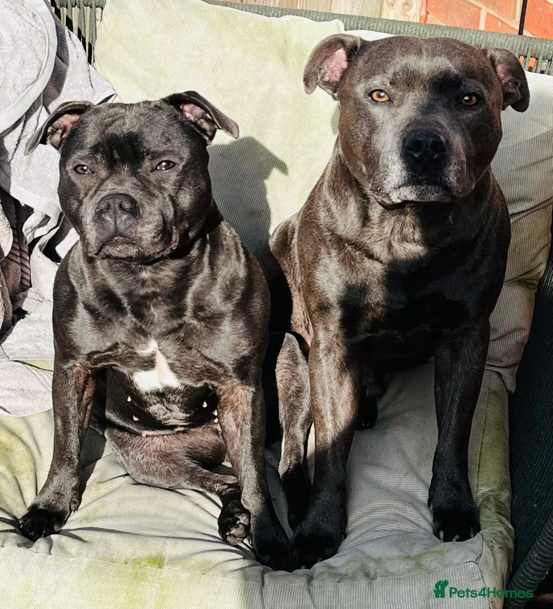 Staffordshire Bull Terrier dogs for sale: Blue staffordshire  - Advert 2