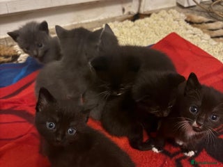 Mixed Breed cats - Advert 4