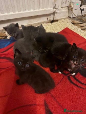 Mixed Breed cats - Advert 1