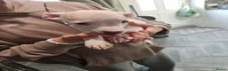 Mixed Breed dogs for sale: Whippet staffy puppies 4boys 4 girls  - Advert 12