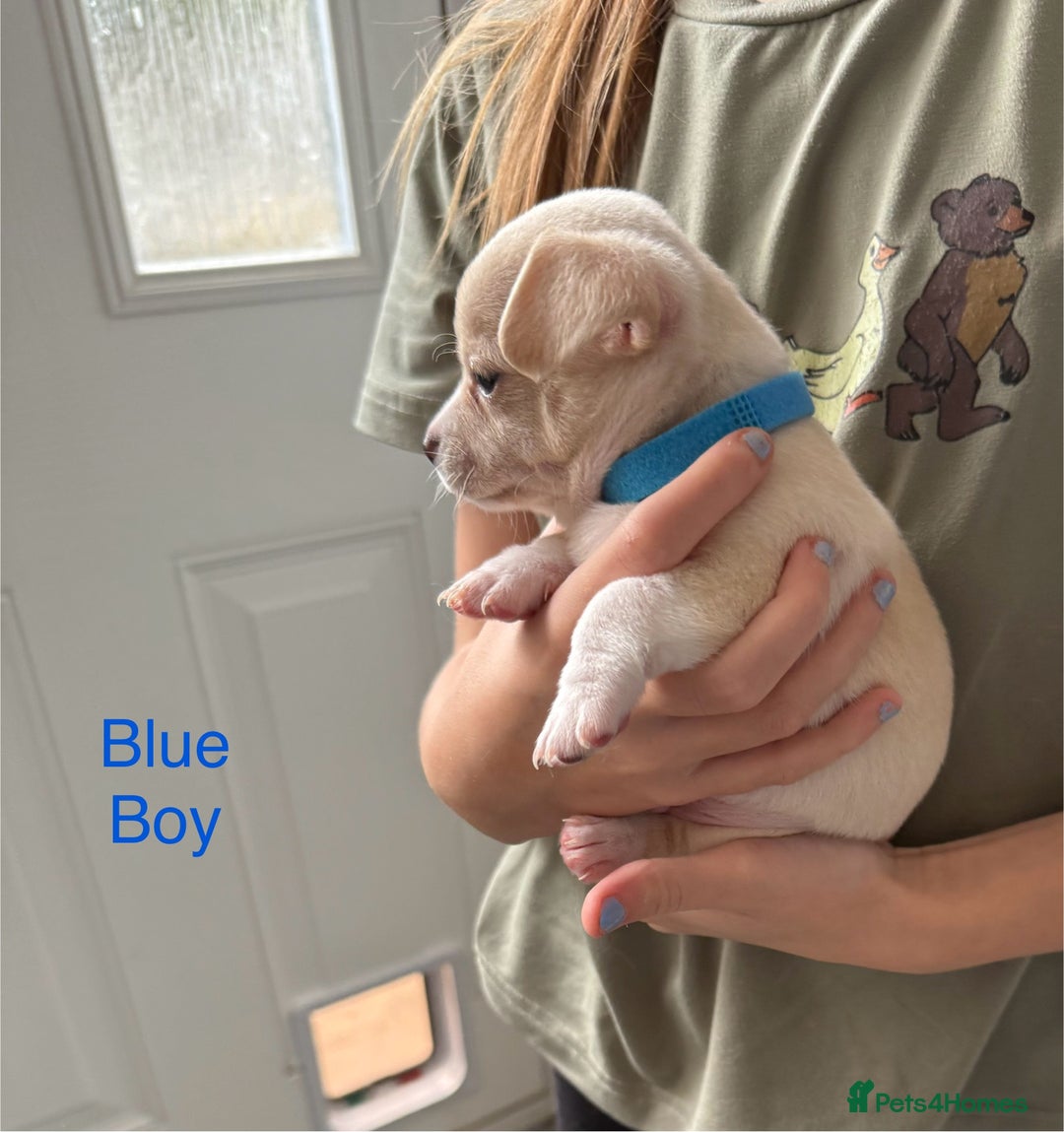 Pomchi dogs for sale: Beautiful Pomchi puppies  - Image 17