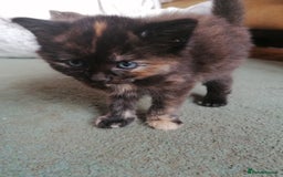 Domestic Shorthair cats for sale: Stunning kittens for sale  - Image 25