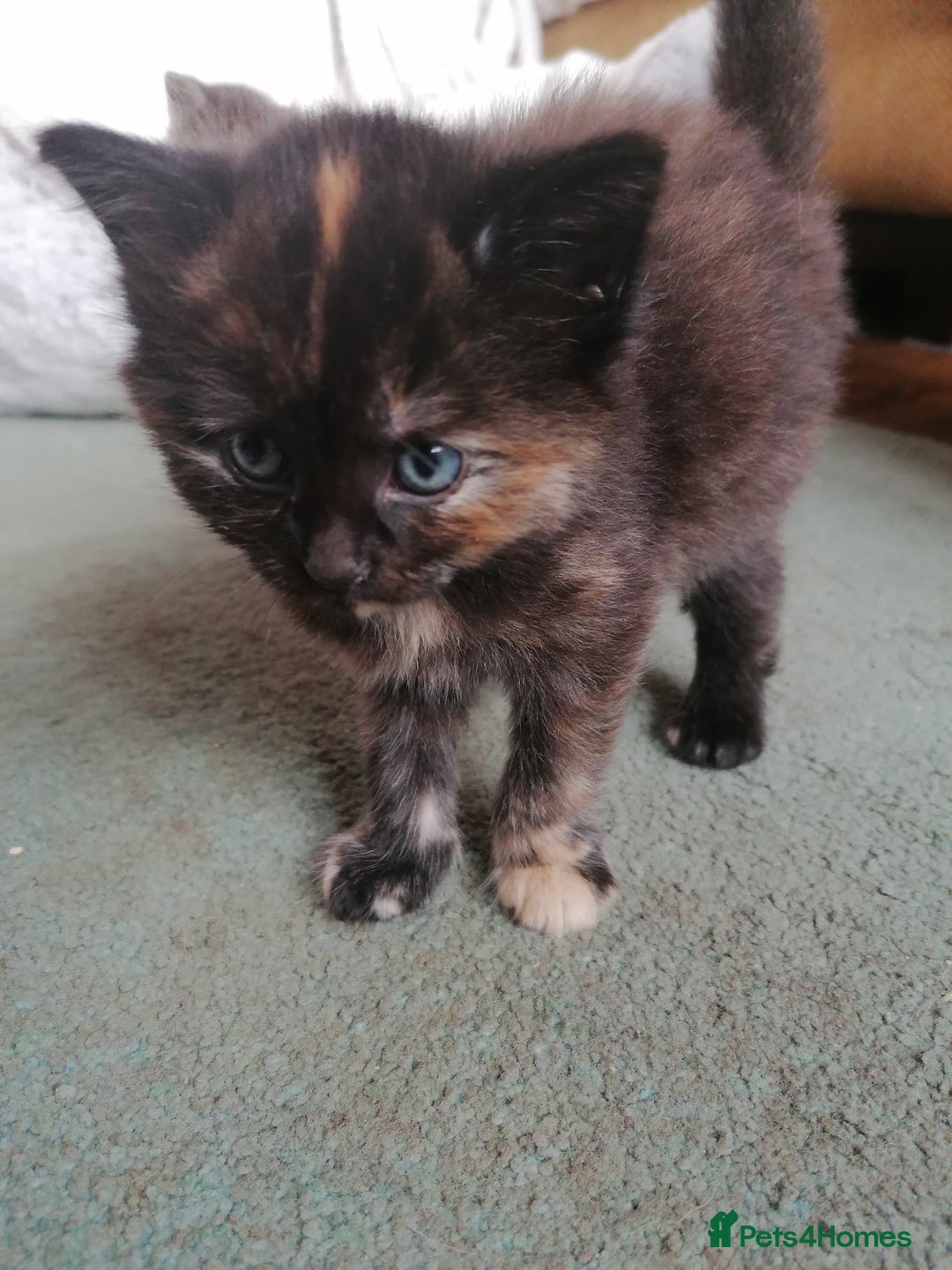 Domestic Shorthair cats for sale: Stunning kittens for sale  - Image 25
