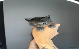 Maine Coon cats for sale: XL Russian maine coon kittens  in Market Rasen - Image 7