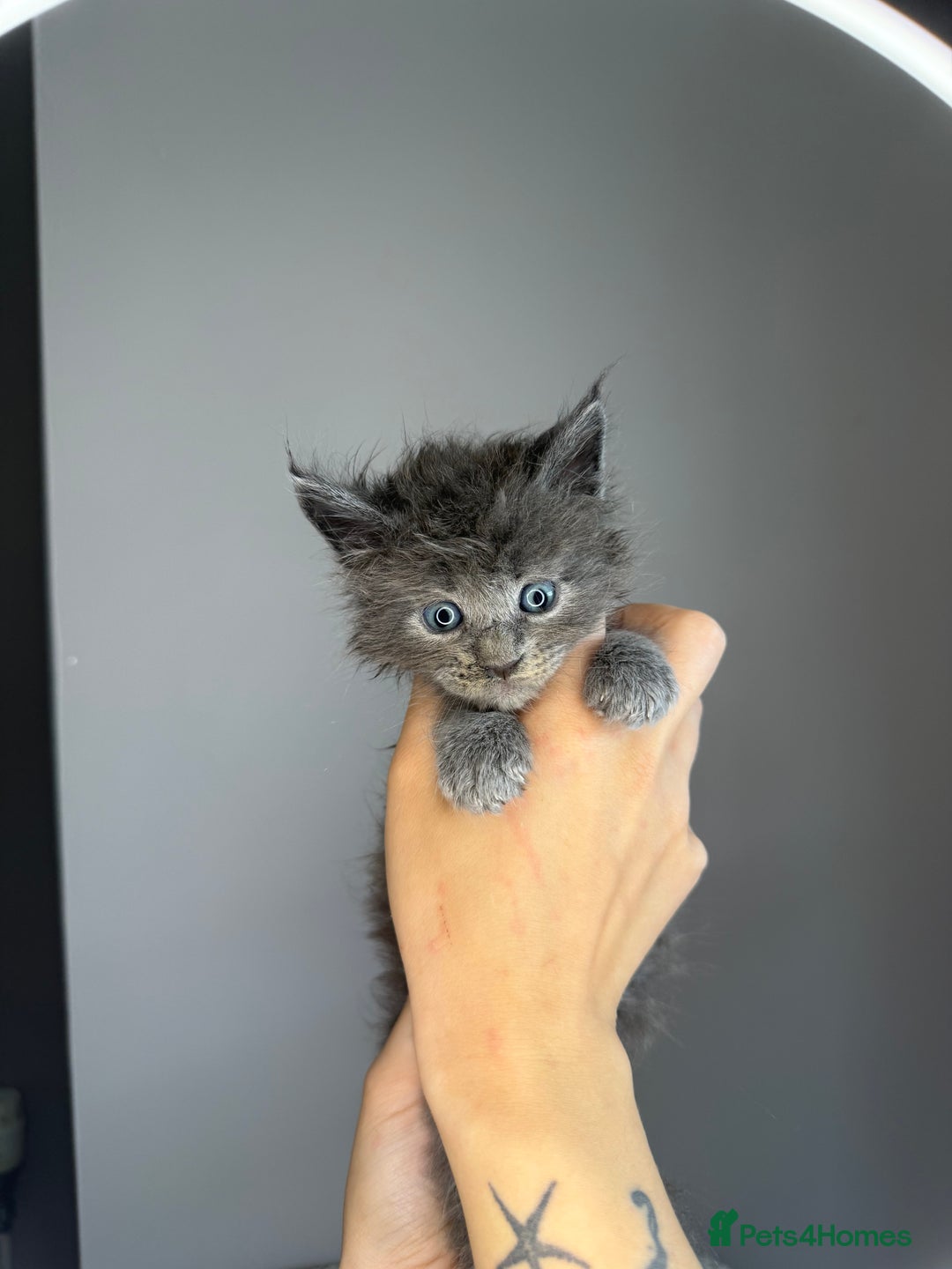 Maine Coon cats for sale: XL Russian maine coon kittens  in Market Rasen - Image 7