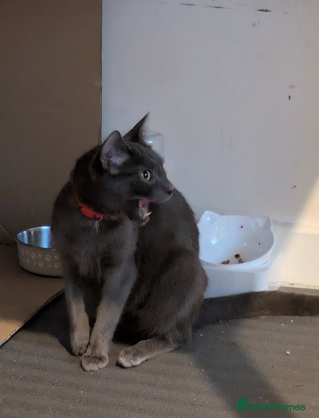 Russian Blue cats for sale: 1 year old cat £30 - Advert 2