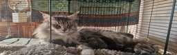 Maine Coon cats for sale: Maine Coon Kittens  - Advert 21