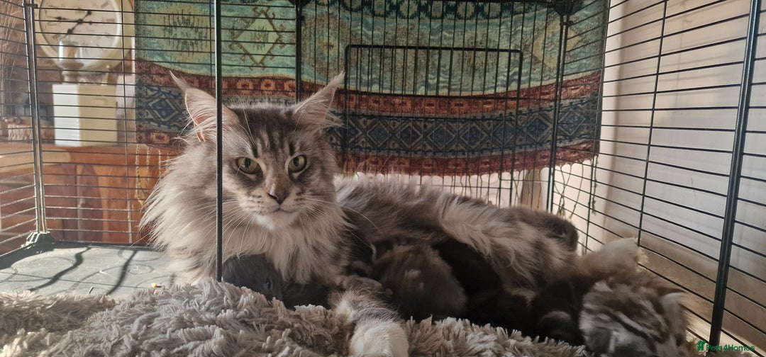 Maine Coon cats for sale: Maine Coon Kittens  - Advert 21