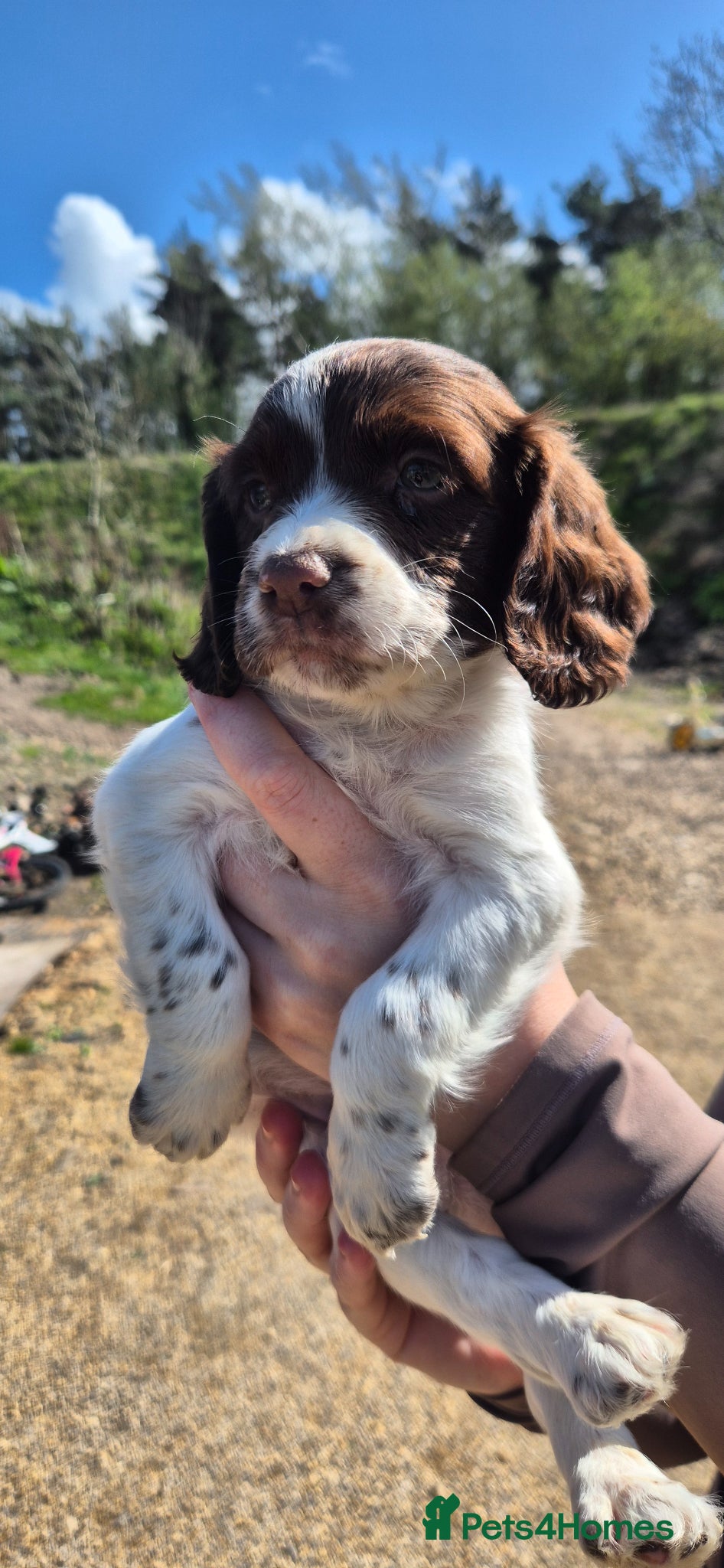 Sprocker dogs Beautiful Spocker pups - Advert 3