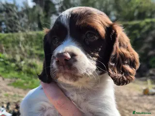 Sprocker dogs Beautiful Spocker pups - Advert 3