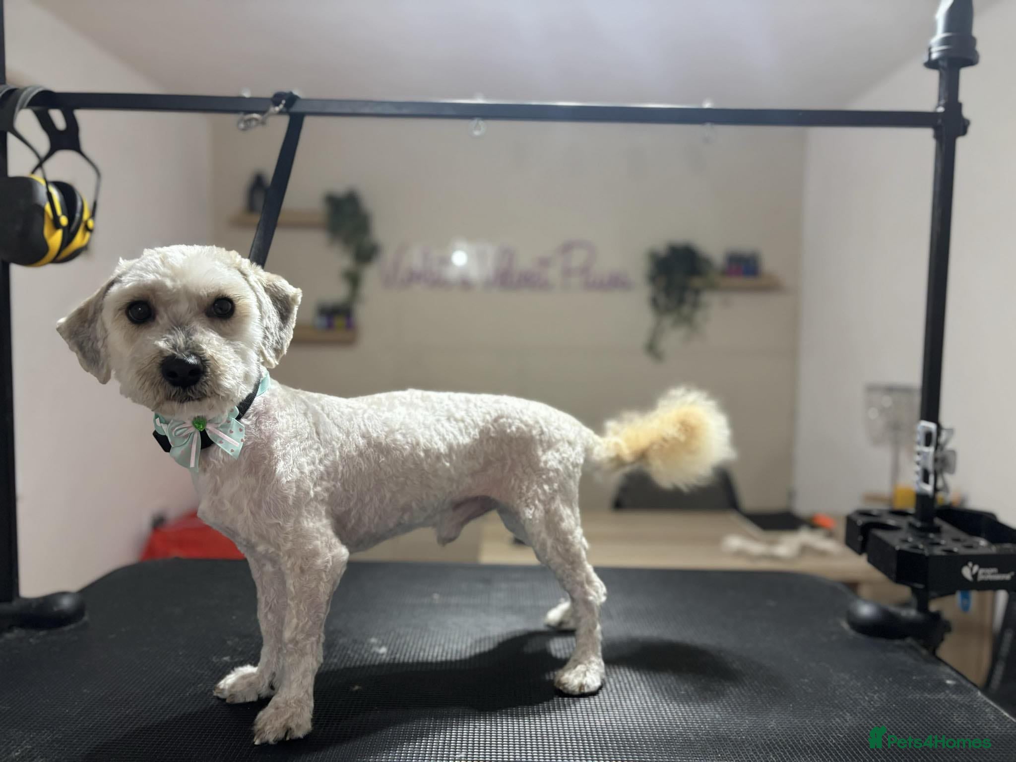 Cavapoo dogs Cavapoo - Advert 2